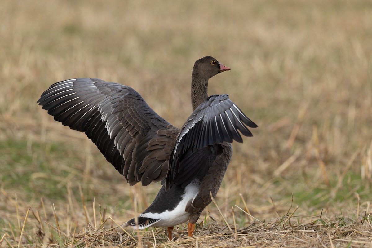 dverggås - ML645518722