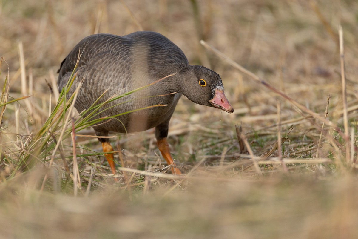 dverggås - ML645518723