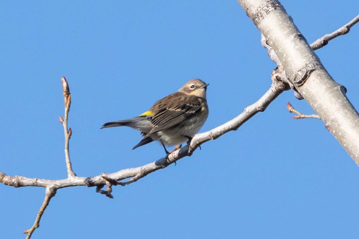 Yellow-rumped Warbler (Myrtle) - ML645518733