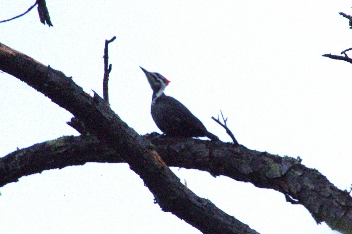 datel chocholatý - ML645518737