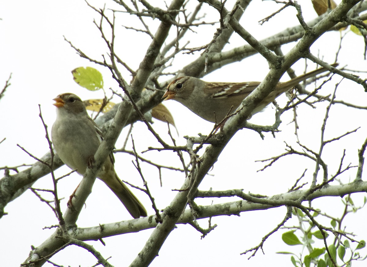 White-crowned Sparrow - ML645518750
