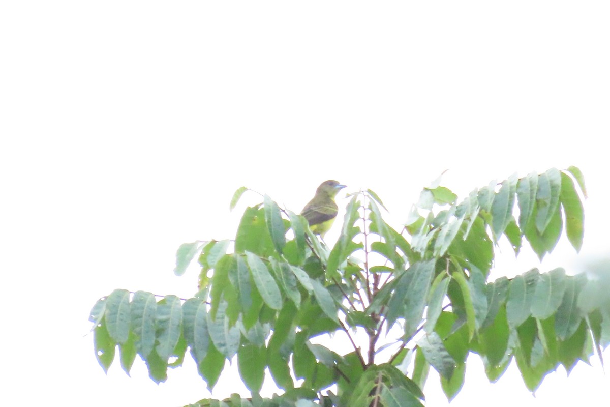 Flame-rumped Tanager - ML645518760