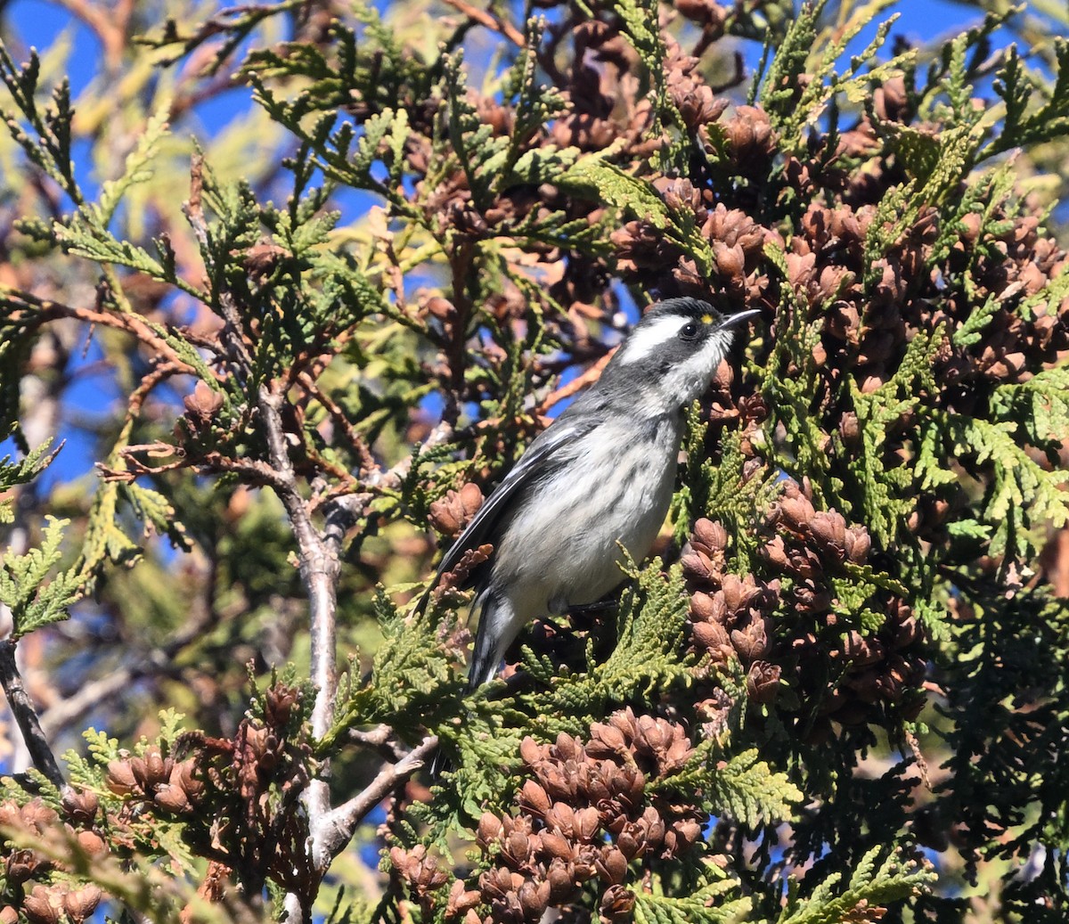 Black-throated Gray Warbler - ML645518773