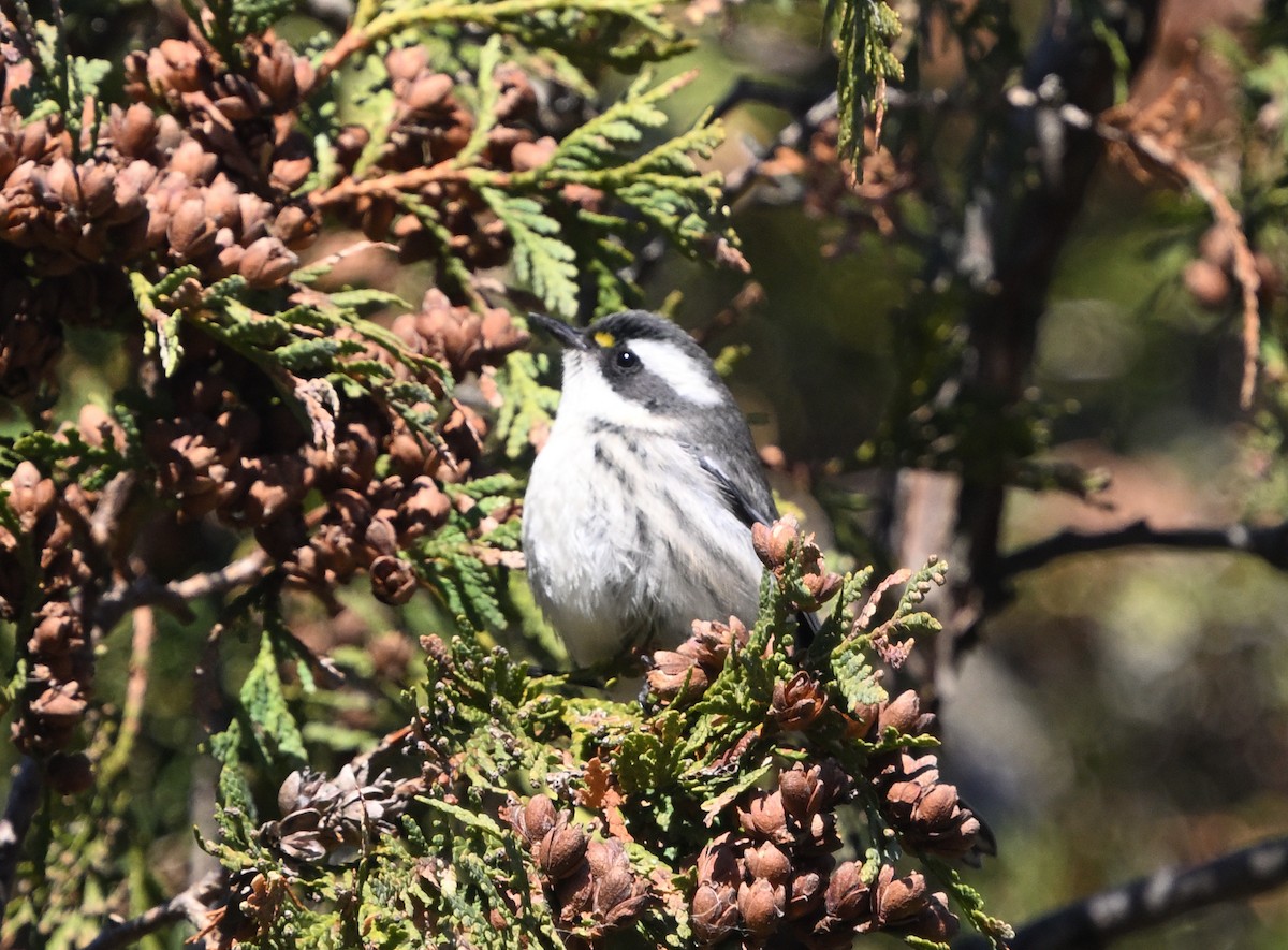 Black-throated Gray Warbler - ML645518774