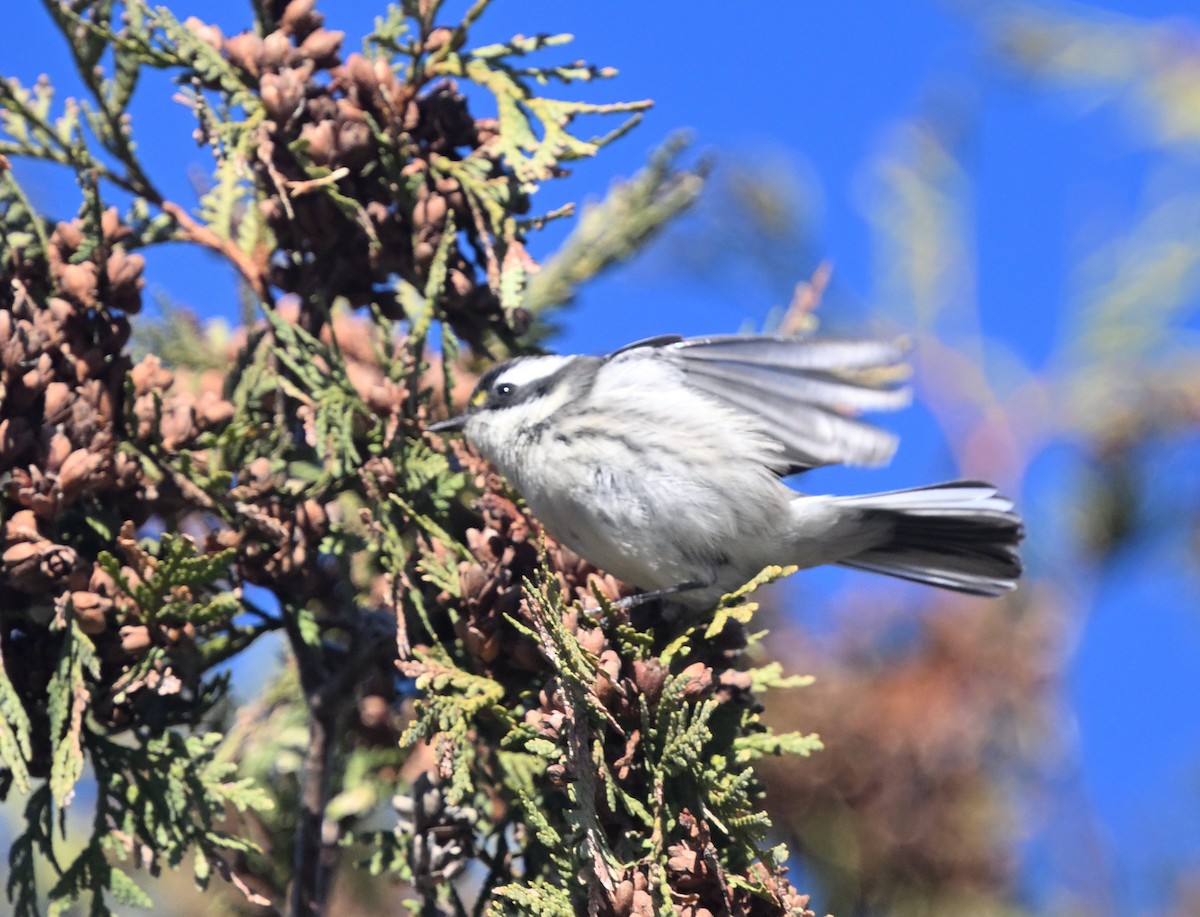 Black-throated Gray Warbler - ML645518775