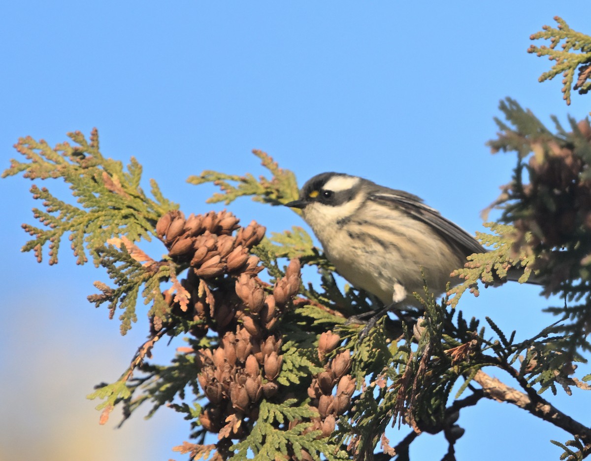 Black-throated Gray Warbler - ML645518776