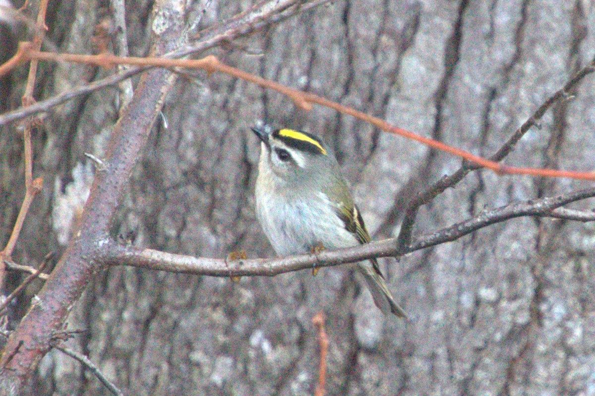 králíček zlatohlavý - ML645518784