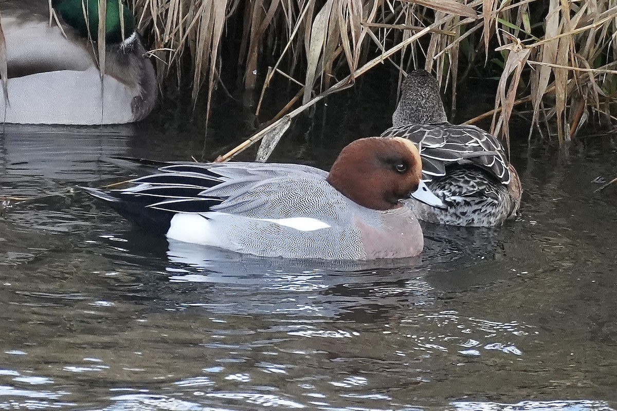 Eurasian Wigeon - ML645518790