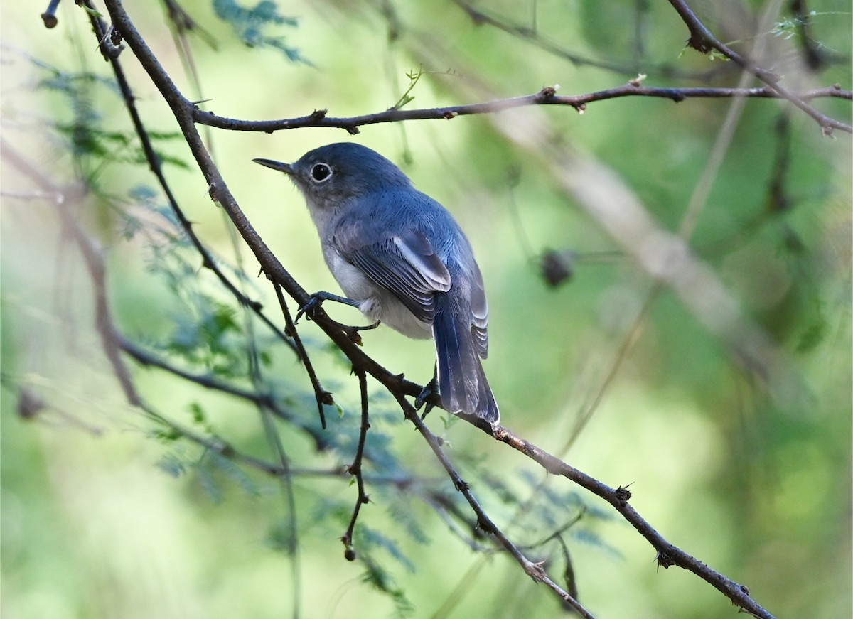 Blue-gray Gnatcatcher - ML645518793