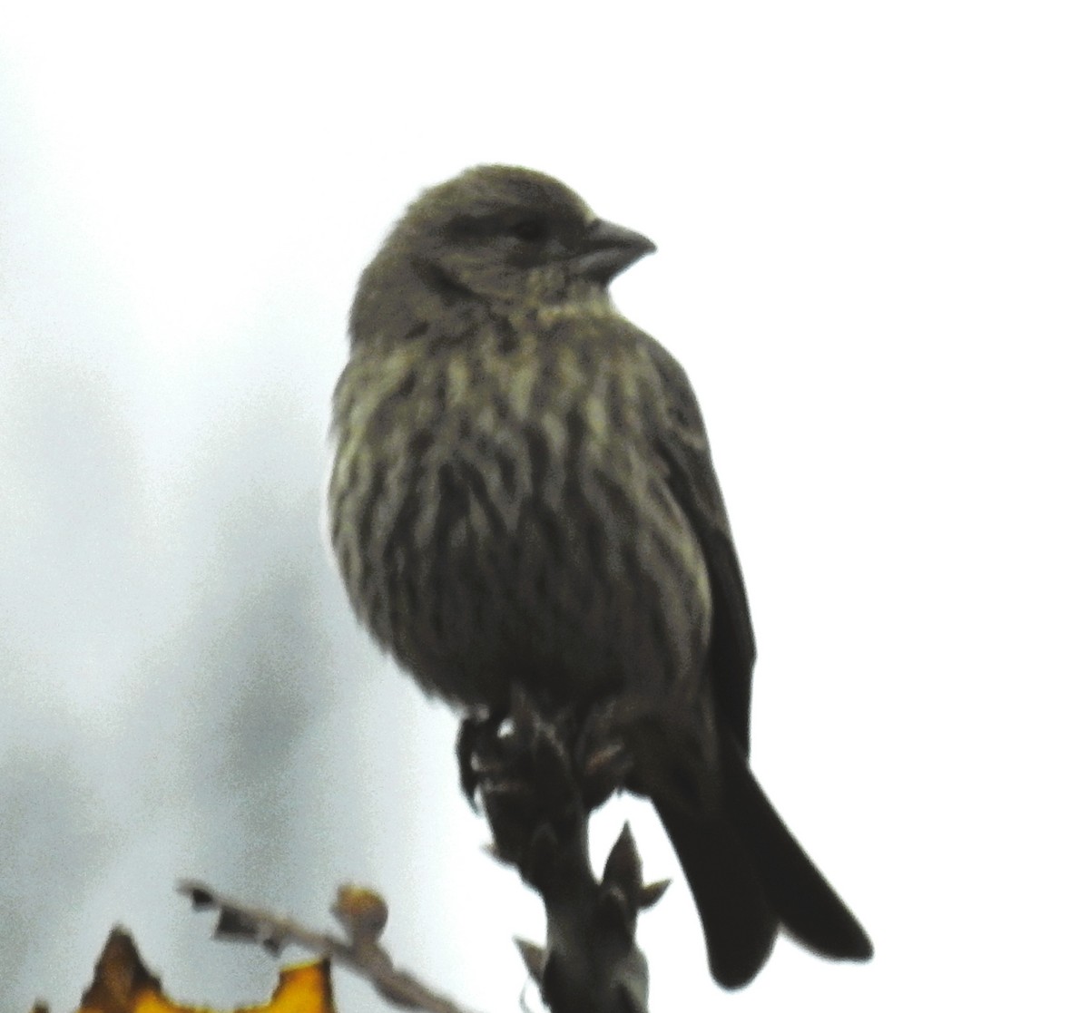 Pine Siskin - ML645518795
