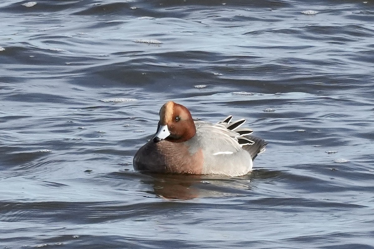 Eurasian Wigeon - ML645518798