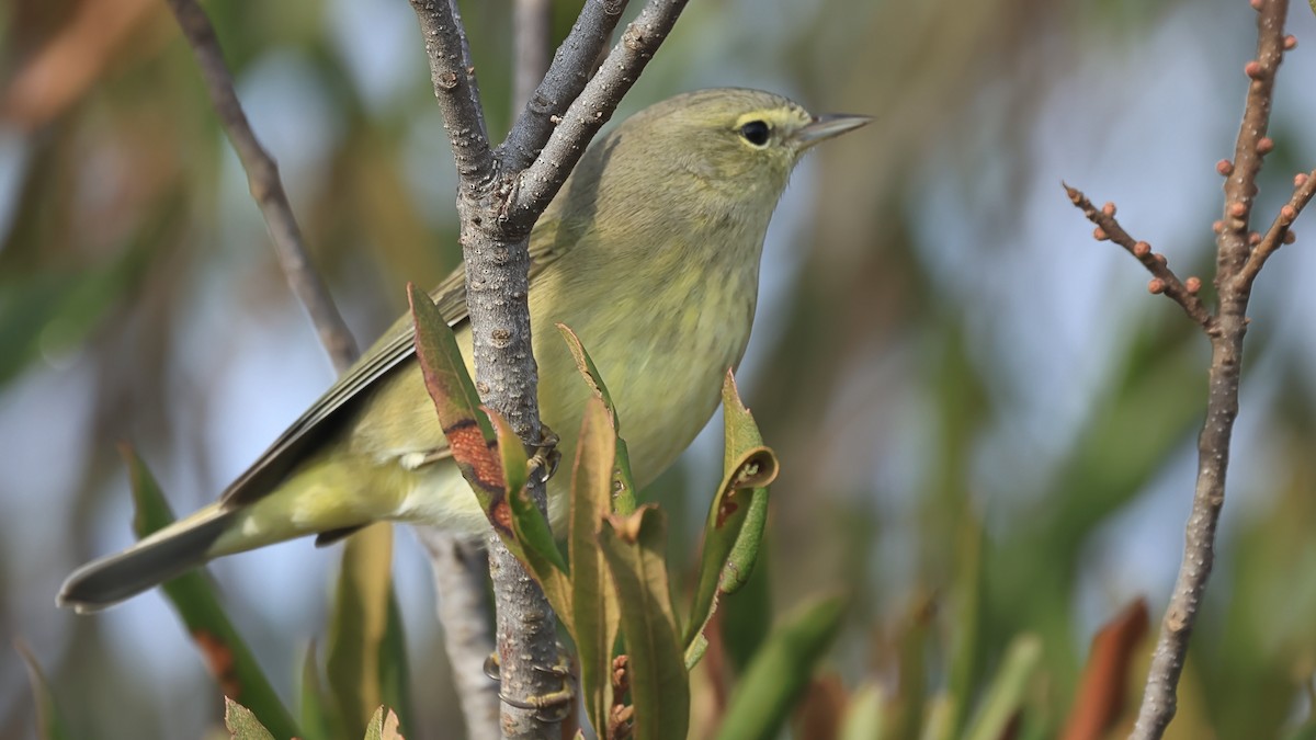 Orange-crowned Warbler (orestera) - ML645518802