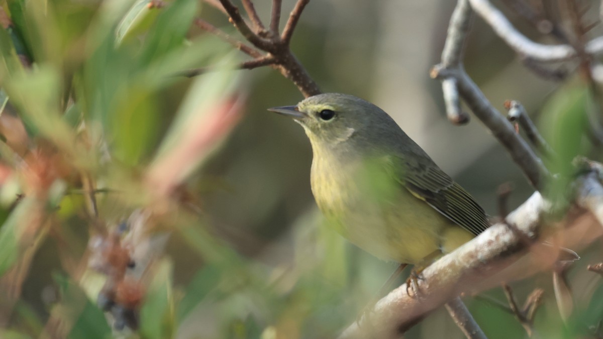 Orange-crowned Warbler (orestera) - ML645518803