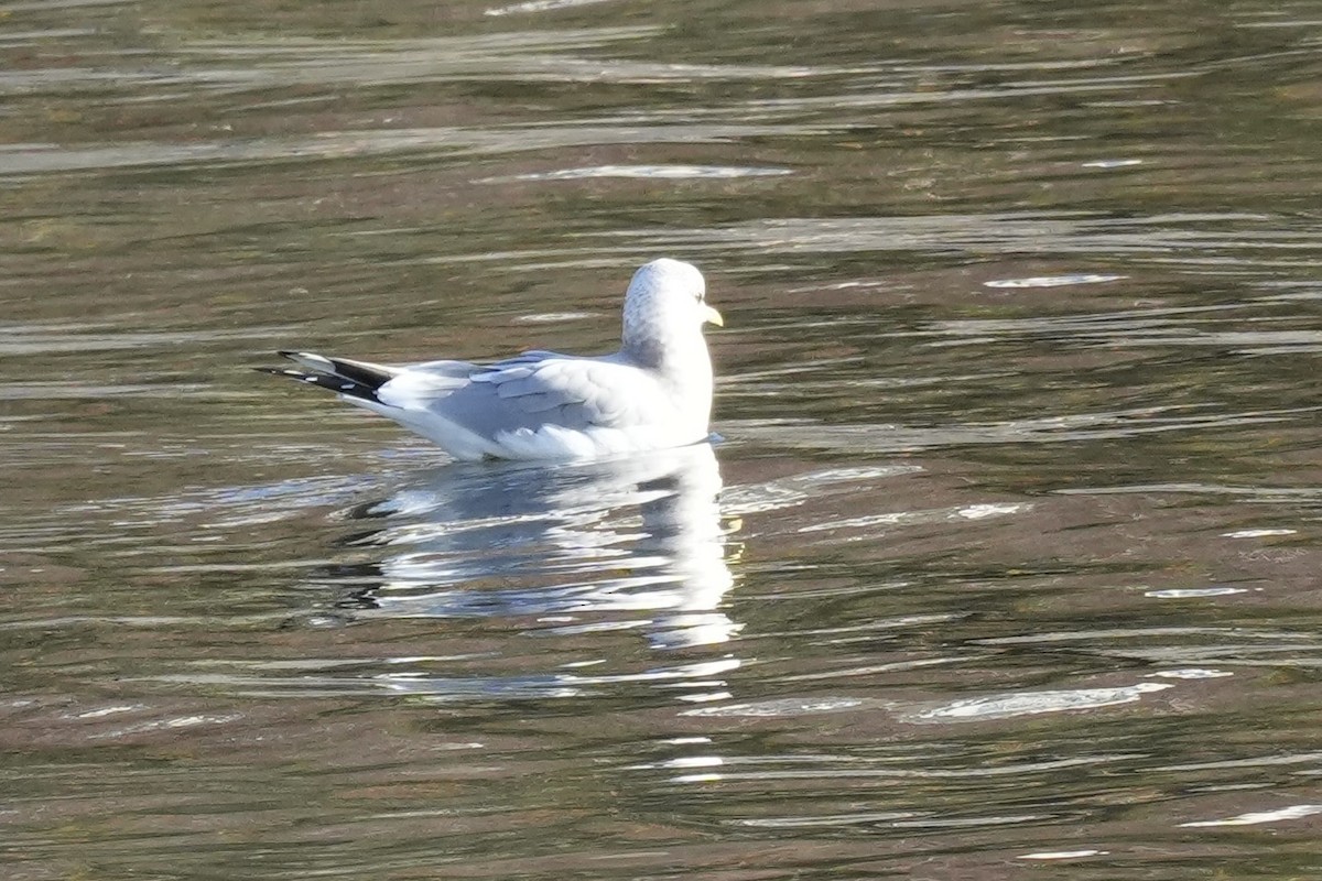 Short-billed Gull - ML645518804