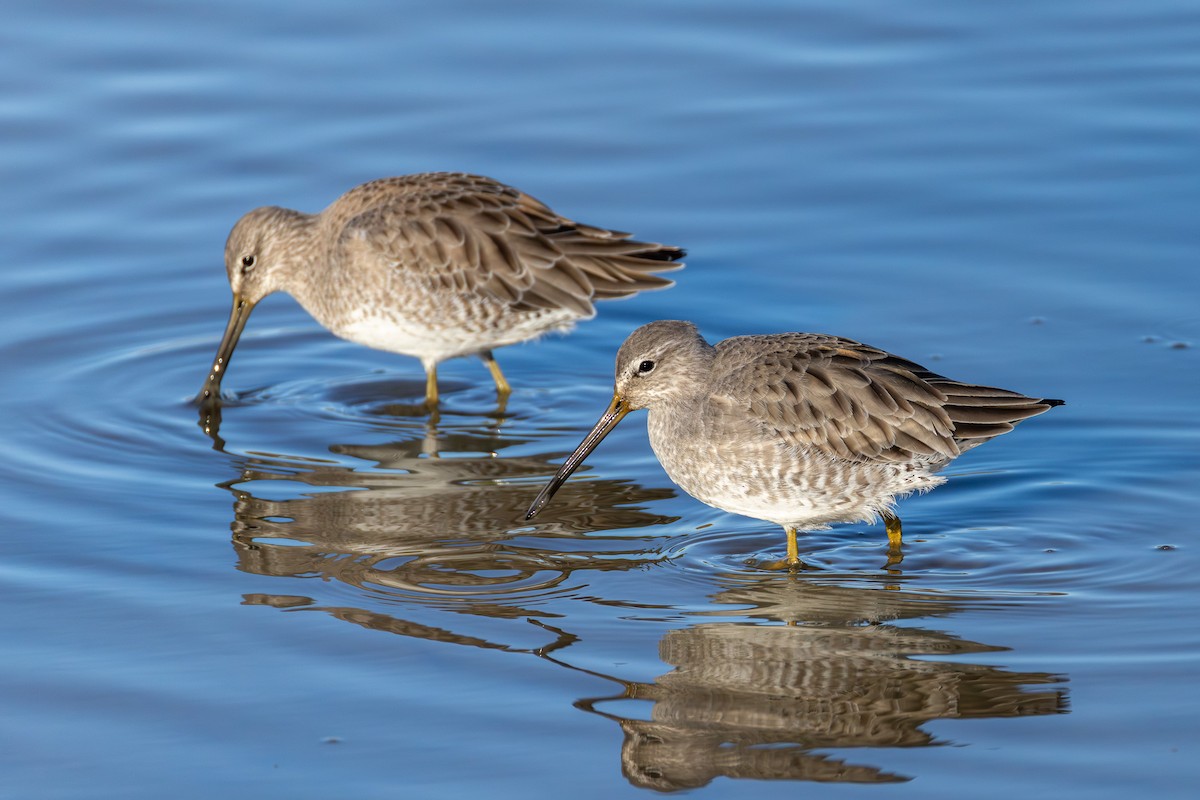 langnebbekkasinsnipe - ML645518811