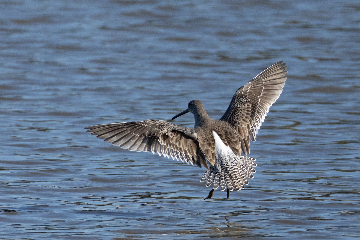 langnebbekkasinsnipe - ML645518812