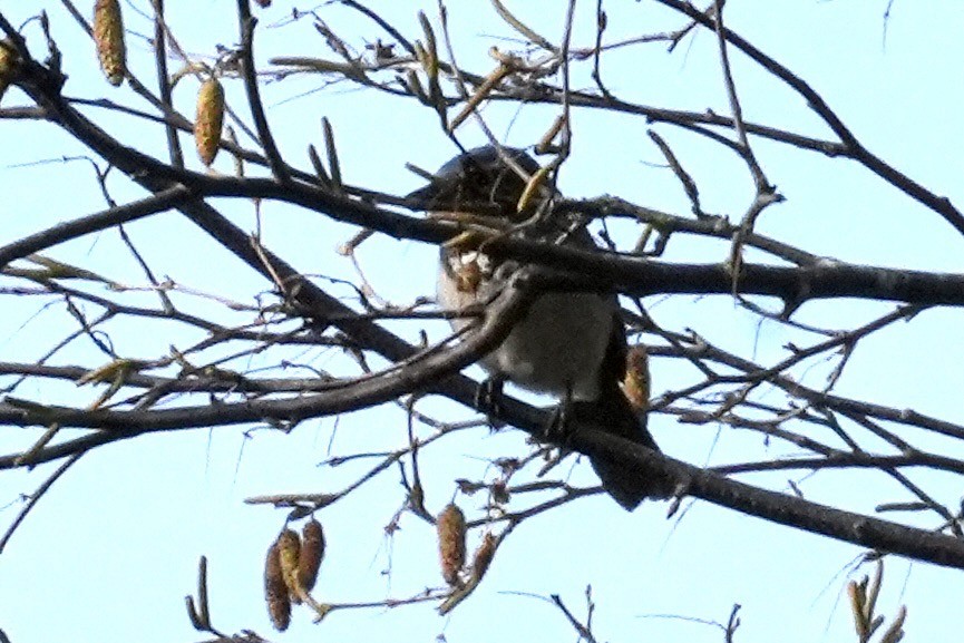 California Scrub-Jay - ML645518813