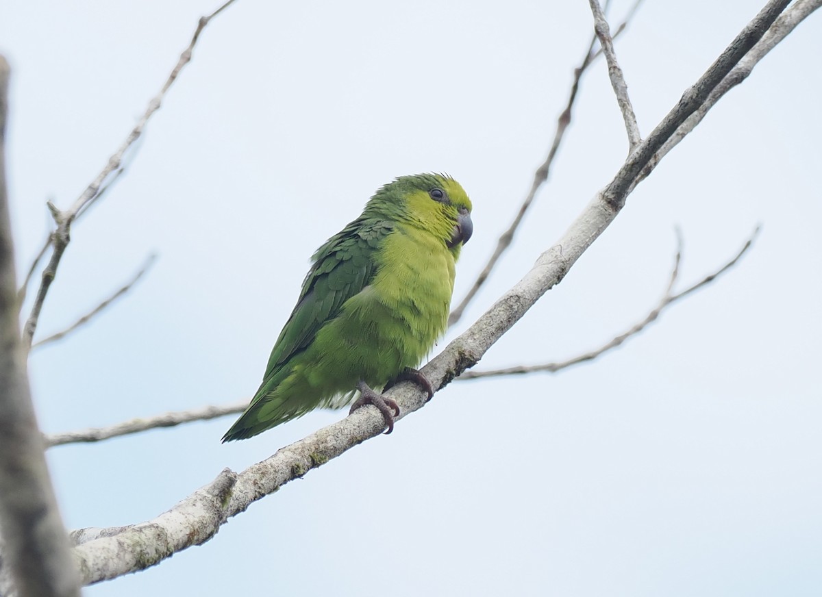 Папуга-горобець темнодзьобий - ML645518814
