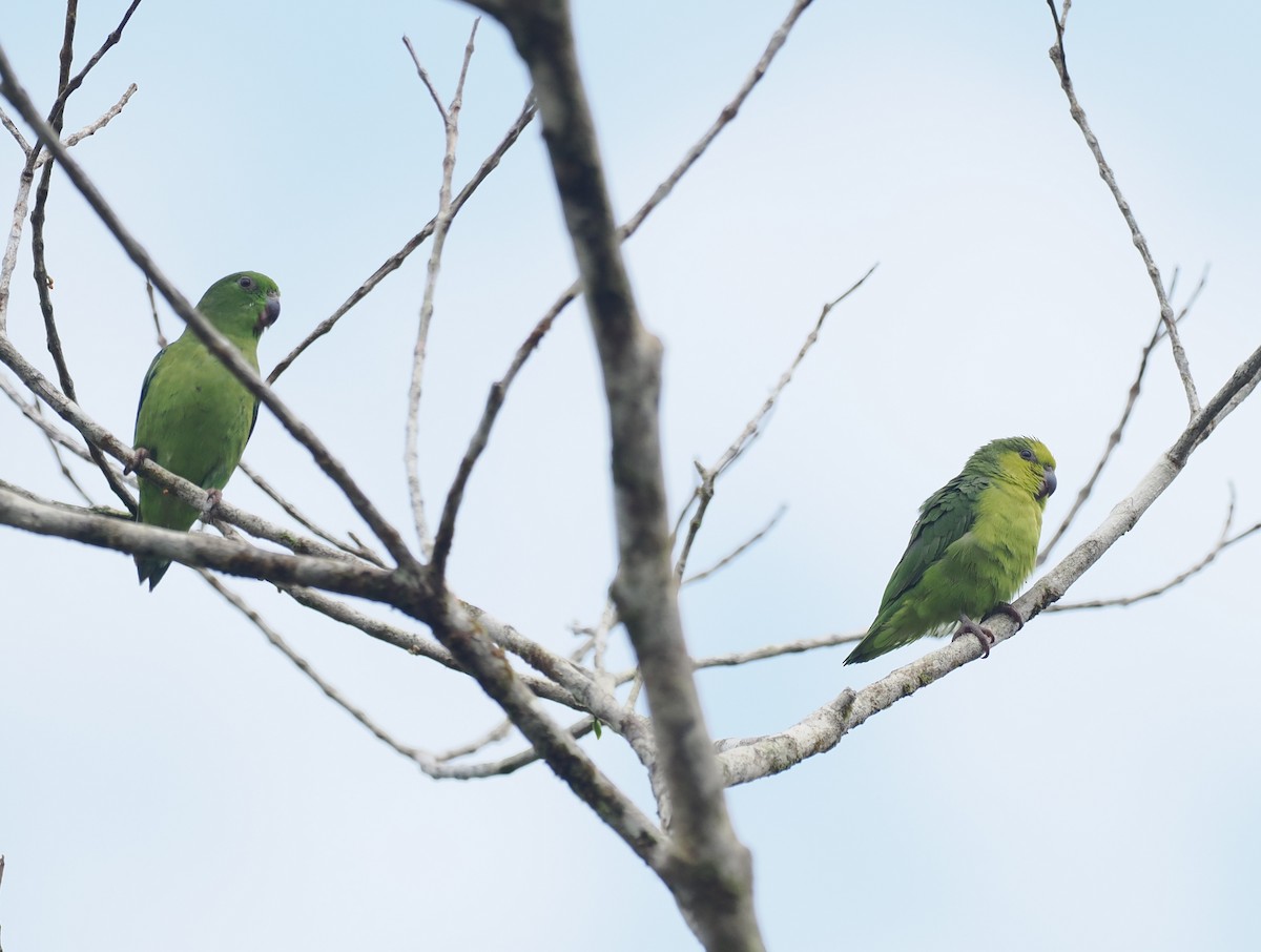 Папуга-горобець темнодзьобий - ML645518815