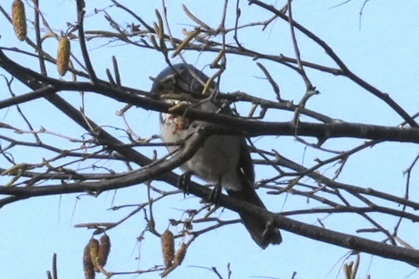 California Scrub-Jay - ML645518818