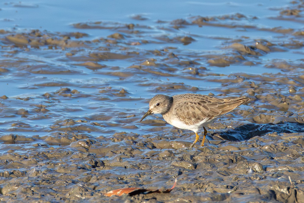 temmincksnipe - ML645518819