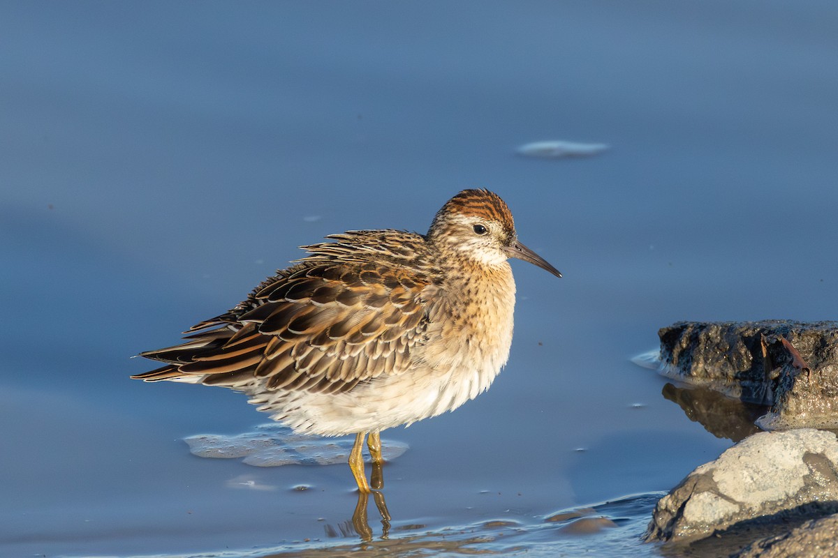 spisstjertsnipe - ML645518822