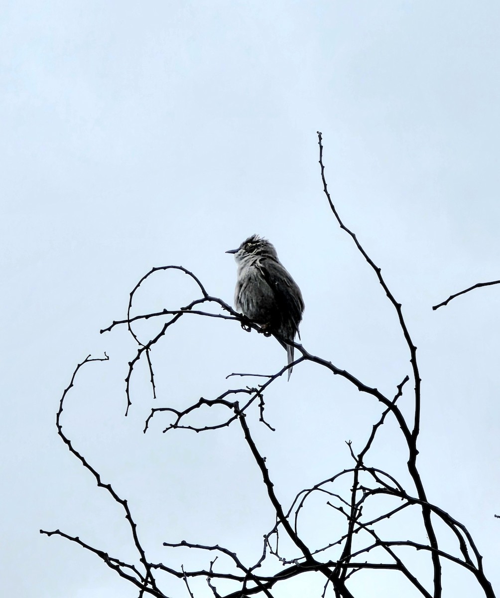 Braunkopf-Honigfresser - ML645518823