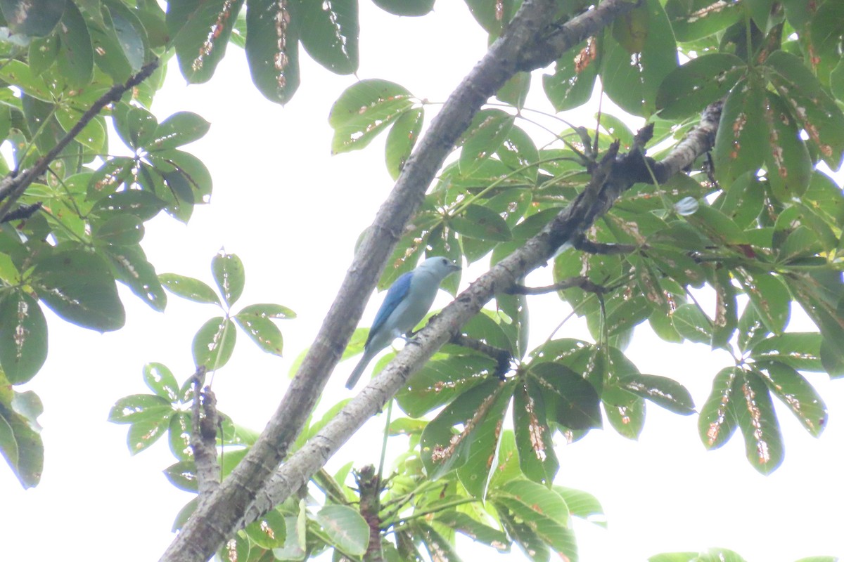 Blue-gray Tanager - ML645518825