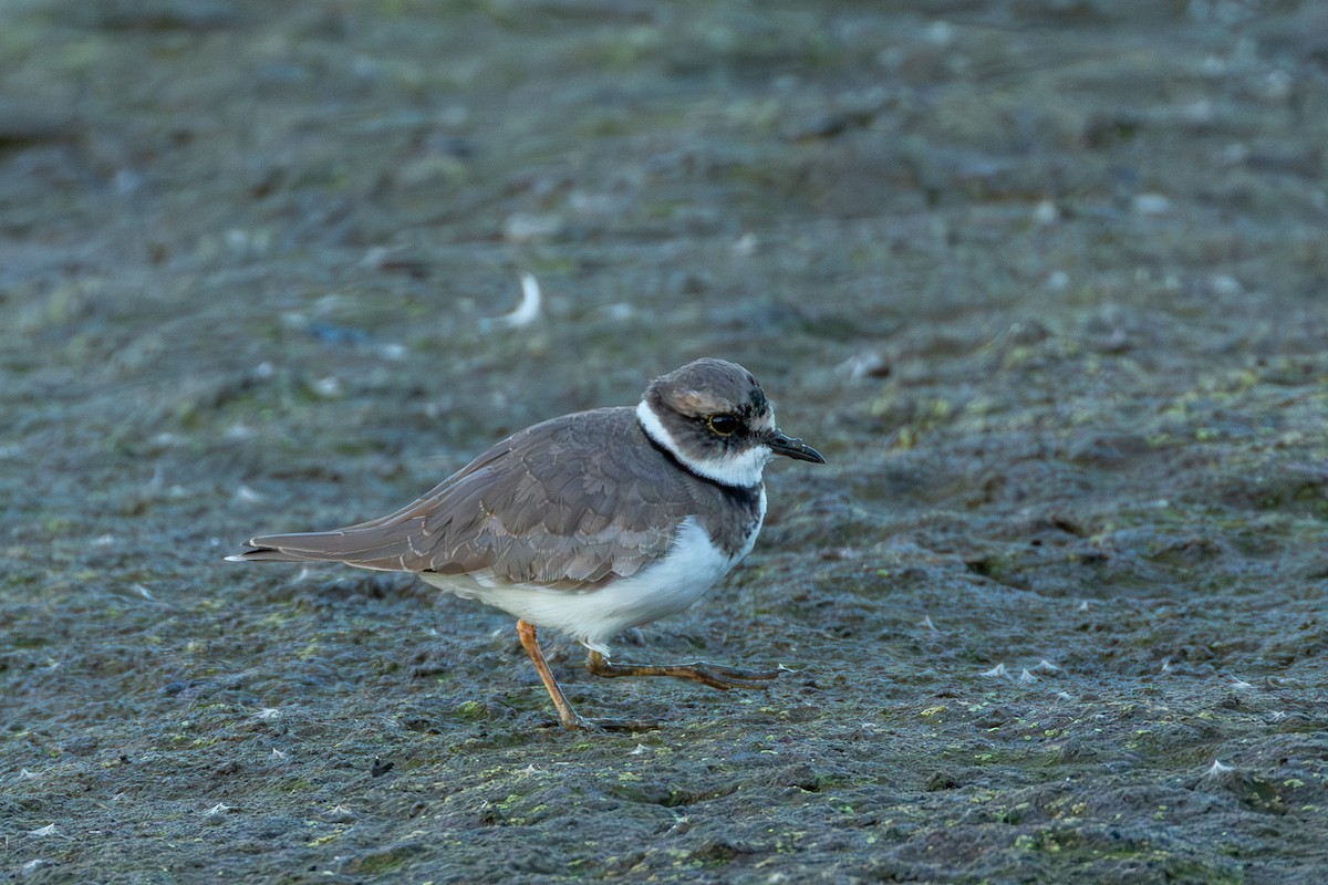 langnebblo - ML645518828