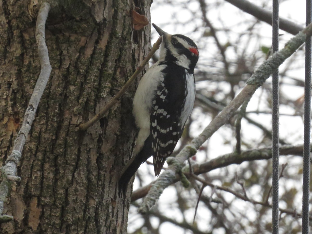 Hairy Woodpecker - ML645518830