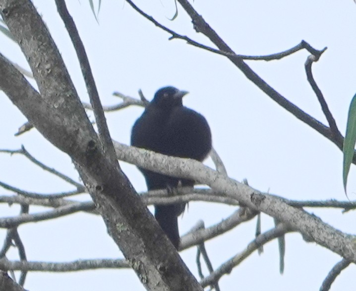 Scrub Blackbird - ML645518838
