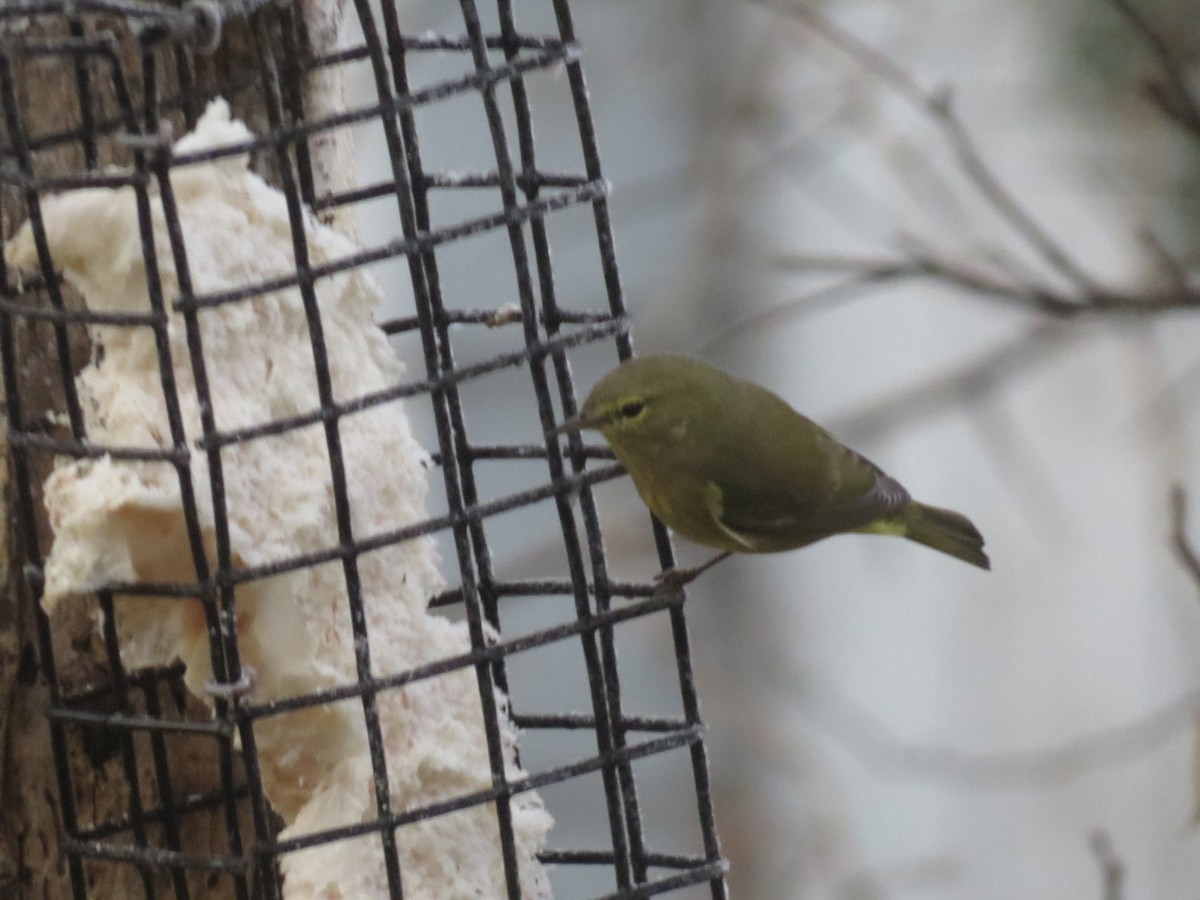 Orange-crowned Warbler - ML645518847