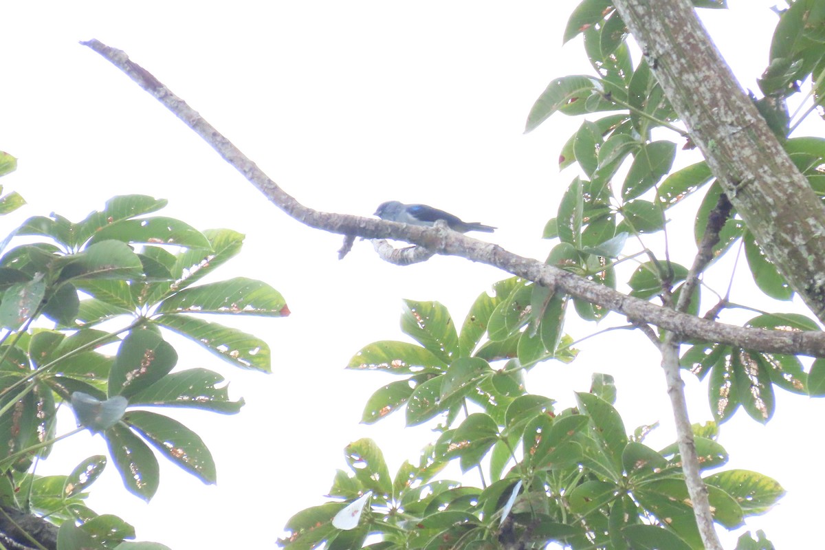 Plain-colored Tanager - ML645518857