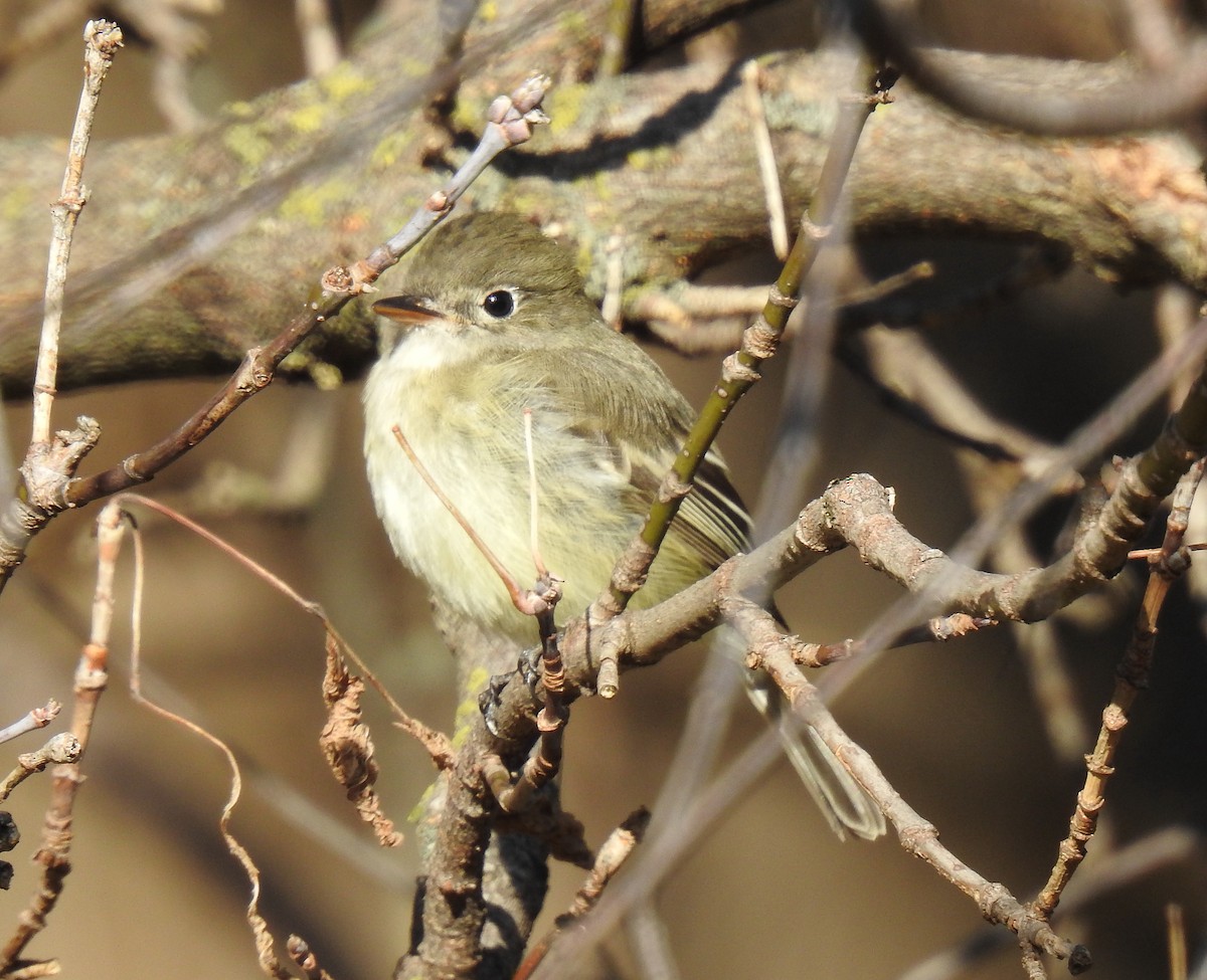Least Flycatcher - ML645518858