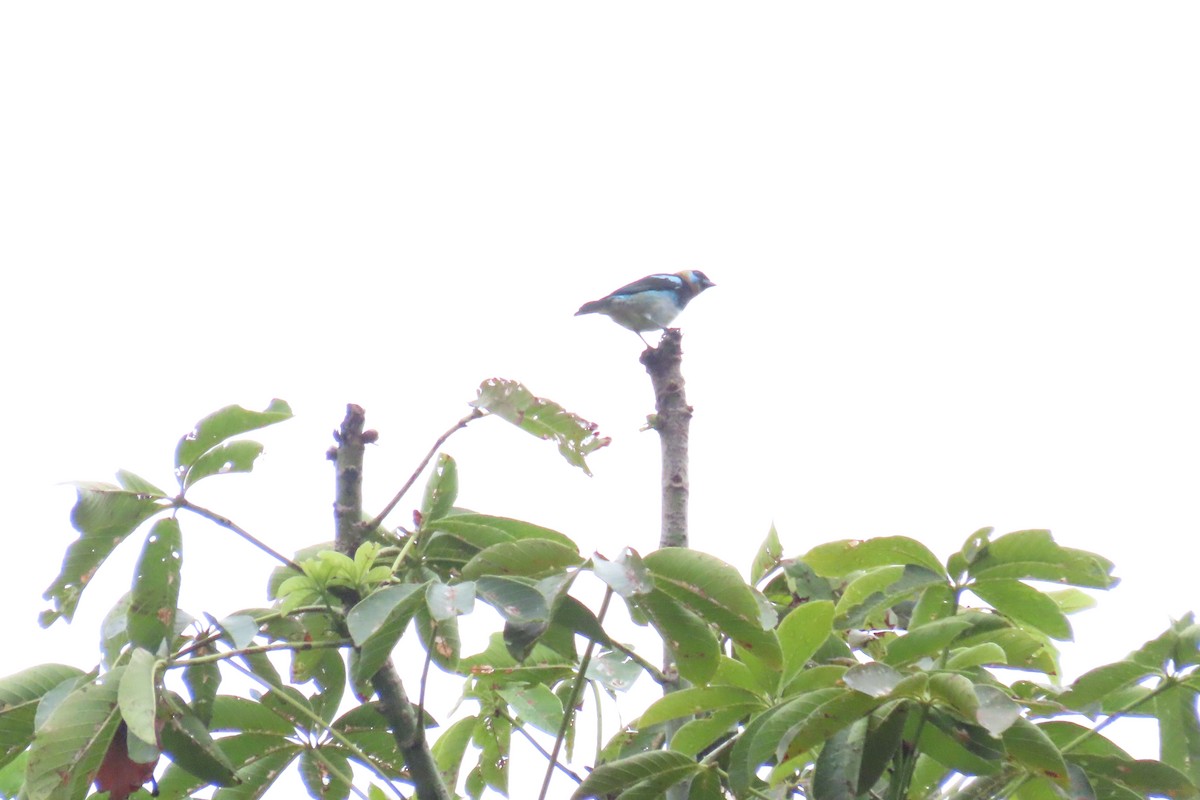 Золотистоголовая танагра - ML645518868