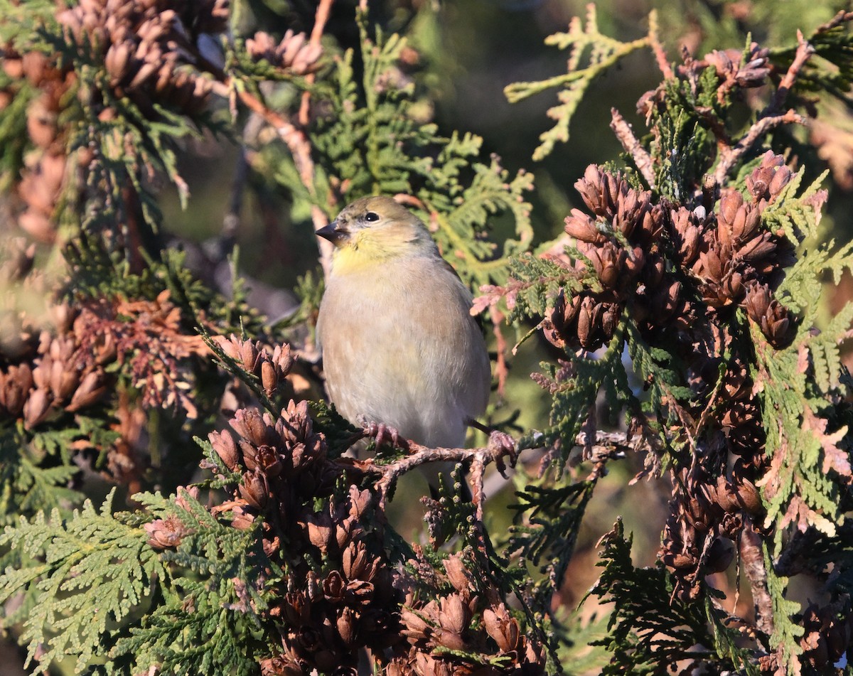 American Goldfinch - ML645518870