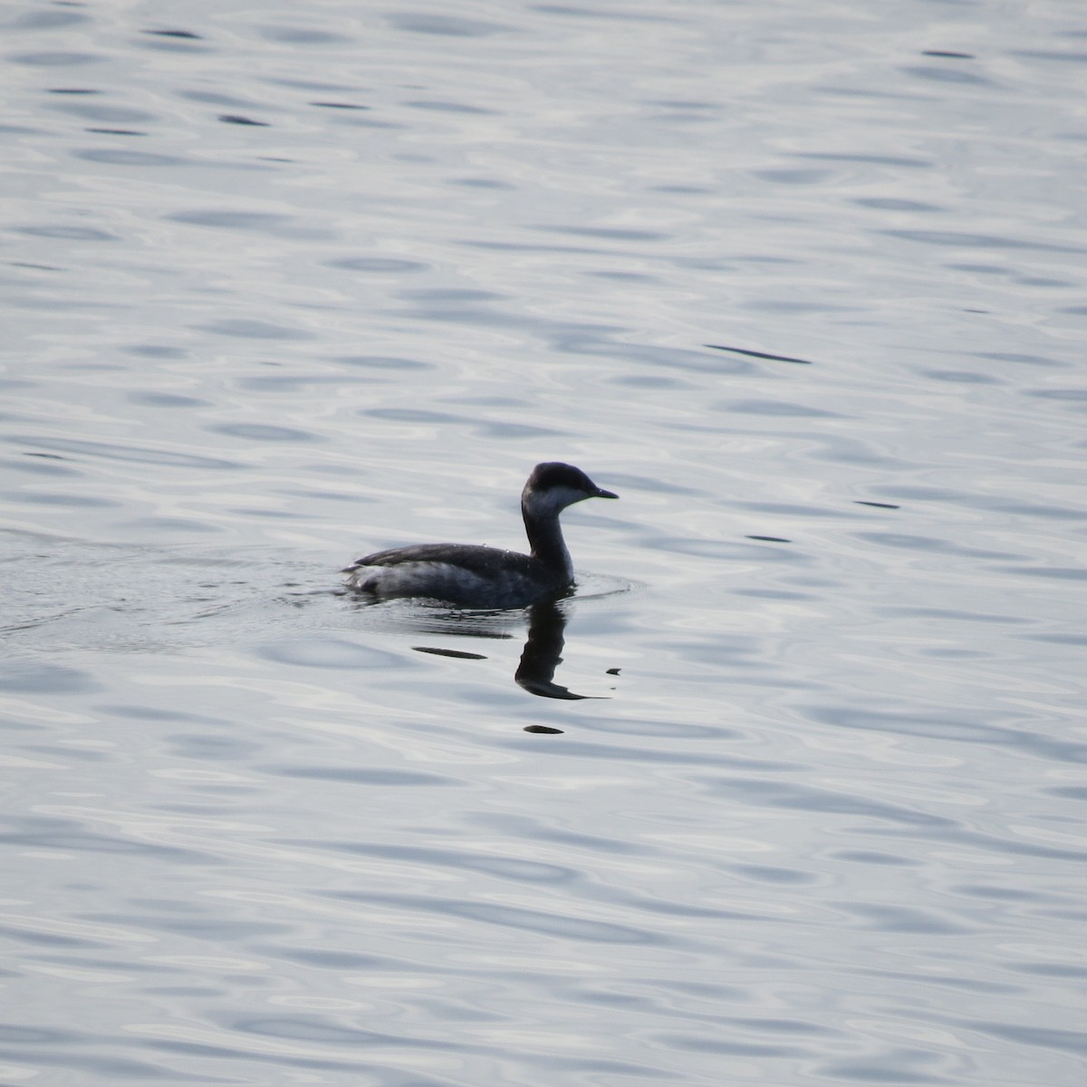 Horned Grebe - ML645518871