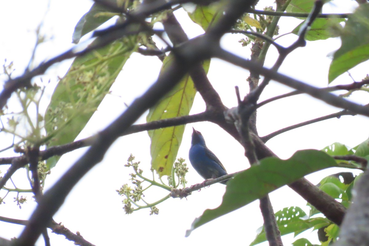 Blue Dacnis - ML645518875