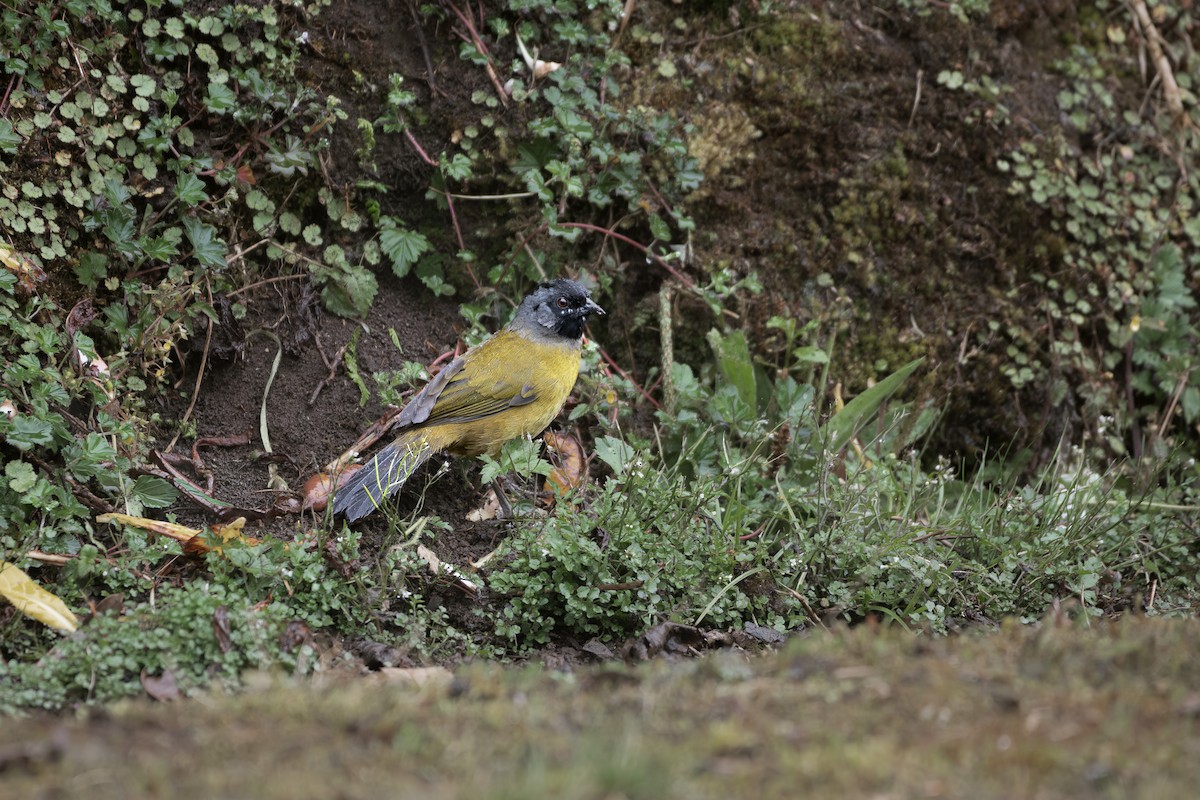 Пасовник великоногий - ML645518904