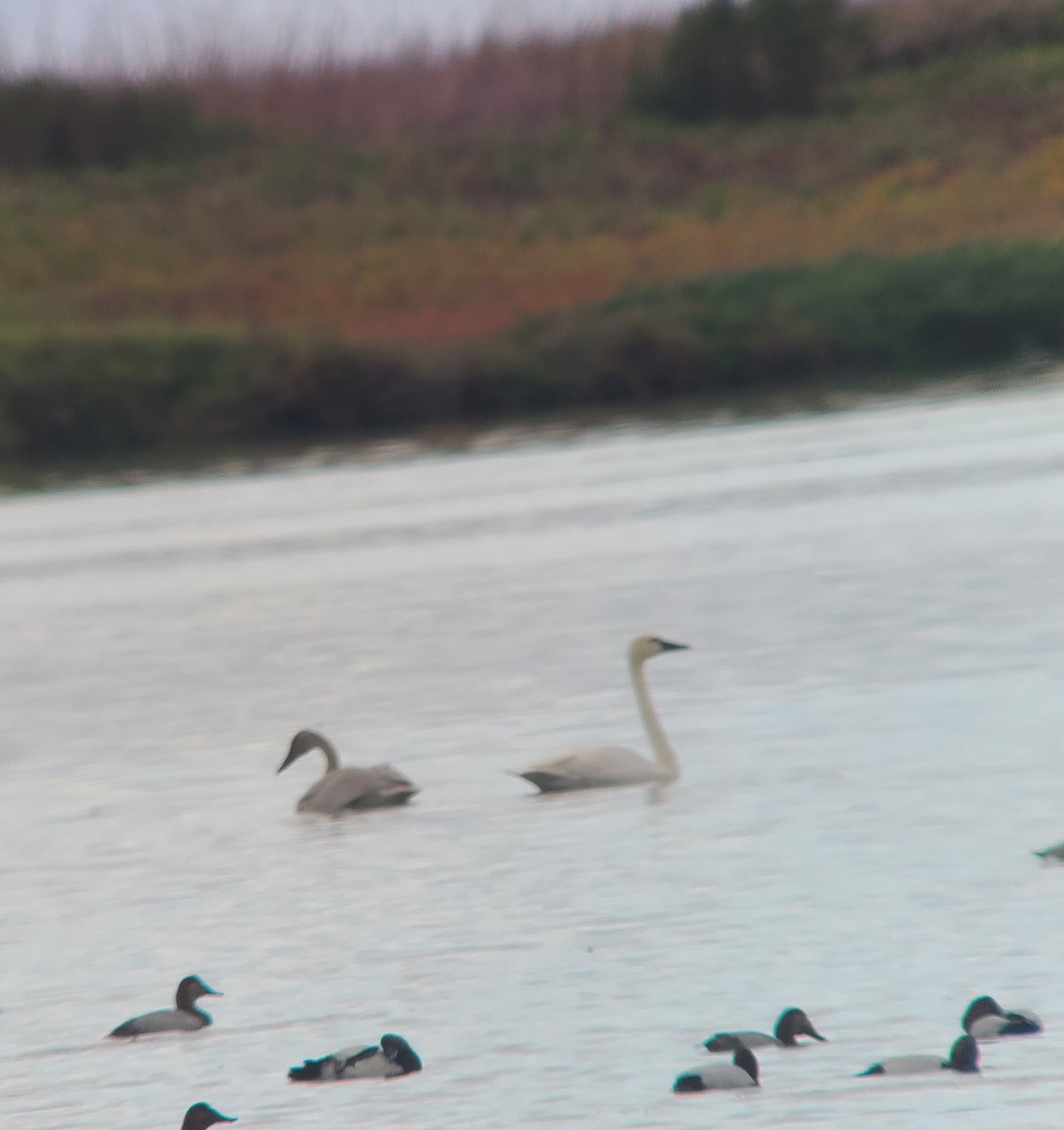Tundra Swan - ML645518909