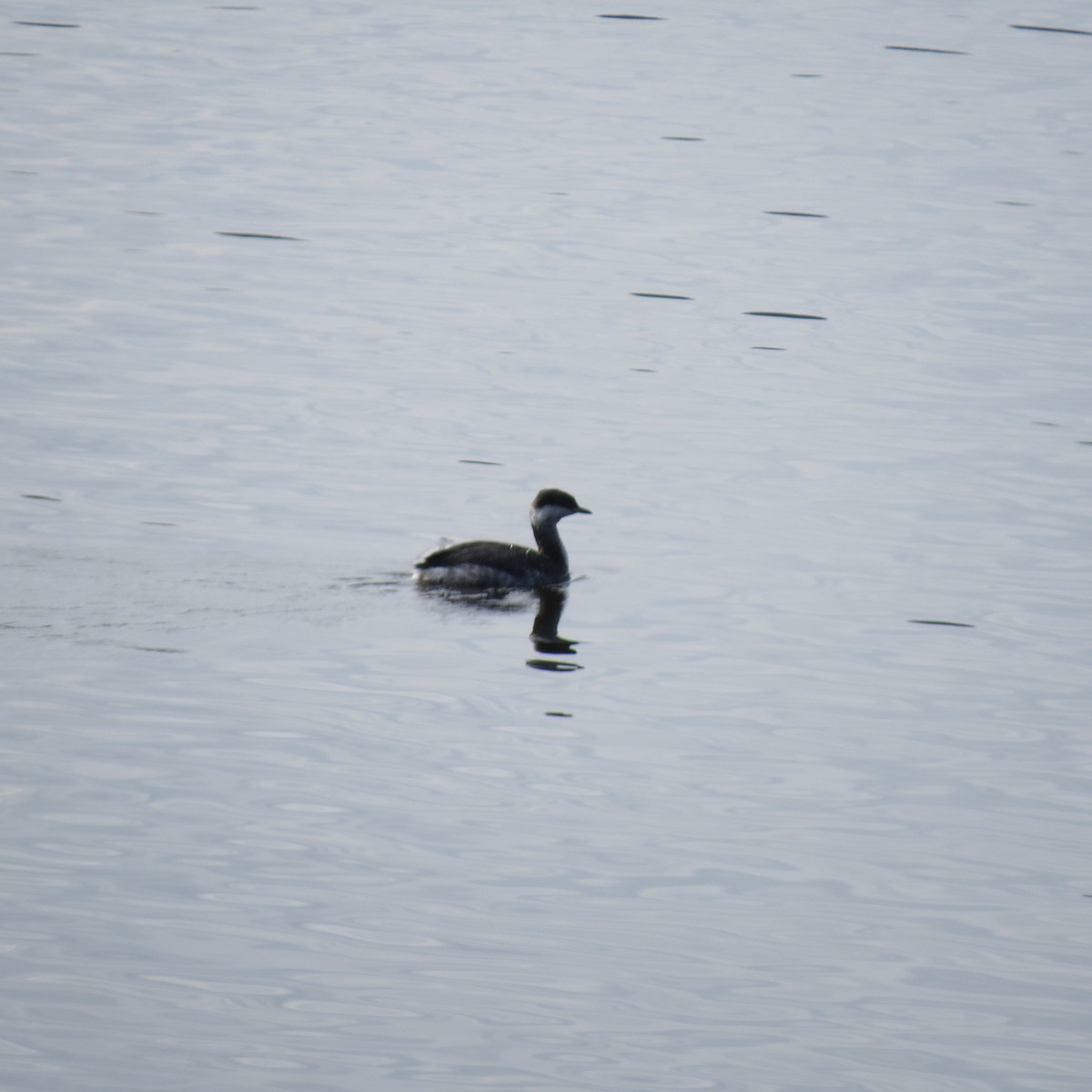 Horned Grebe - ML645518911