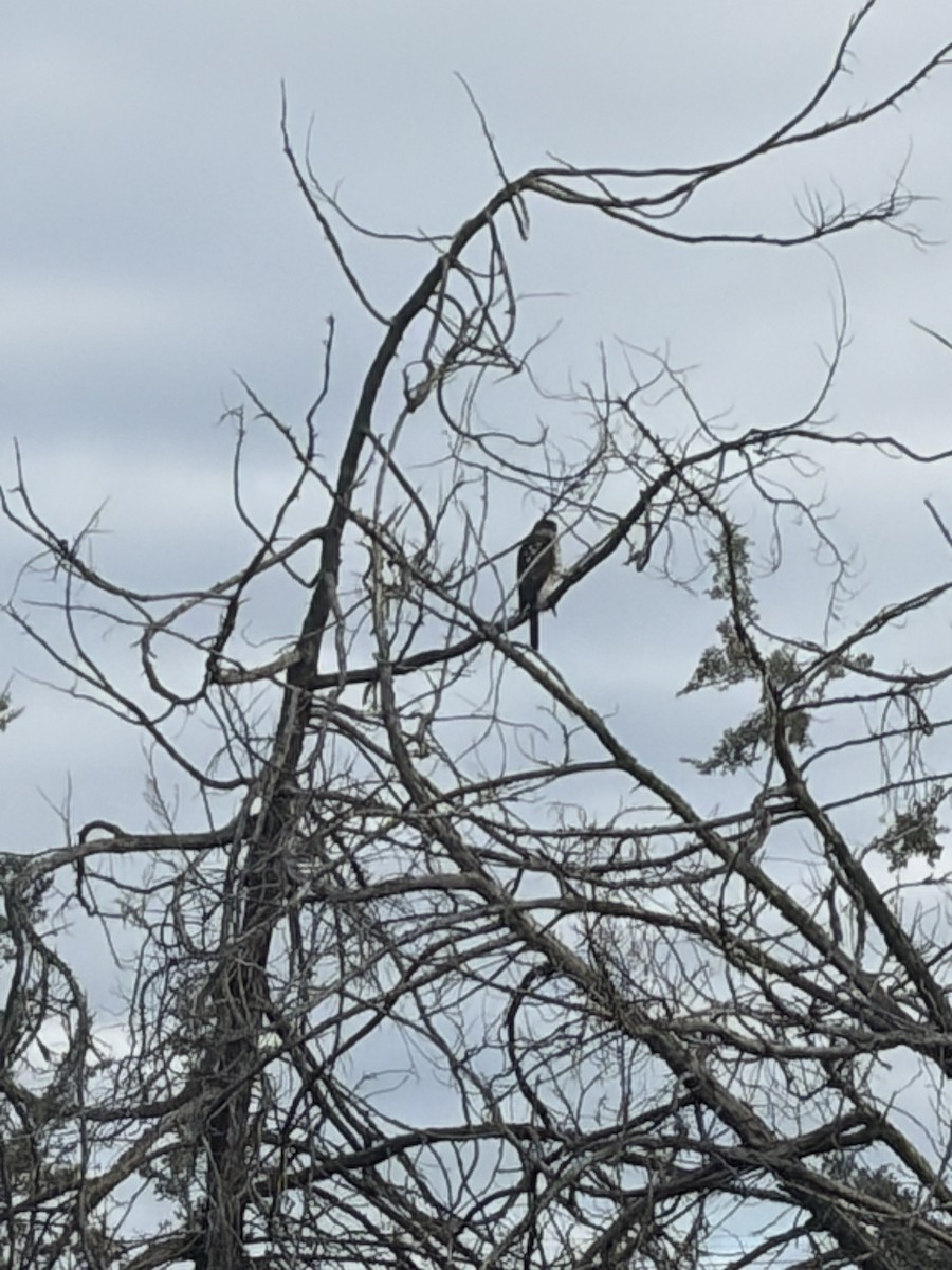 Cooper's Hawk - ML645518913