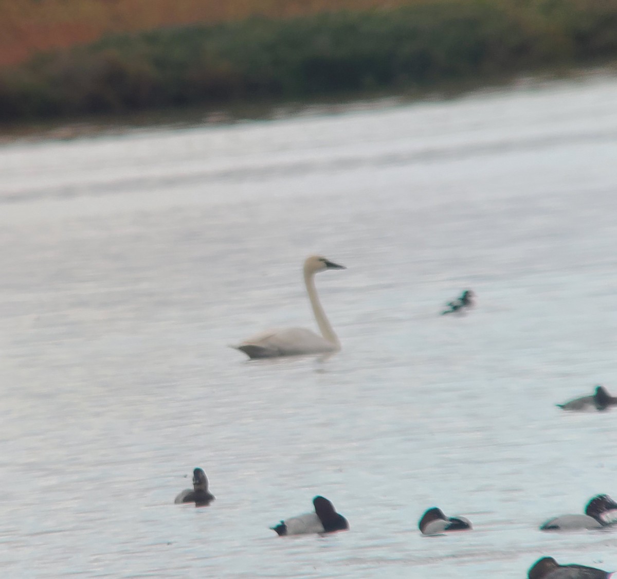 Tundra Swan - ML645518919