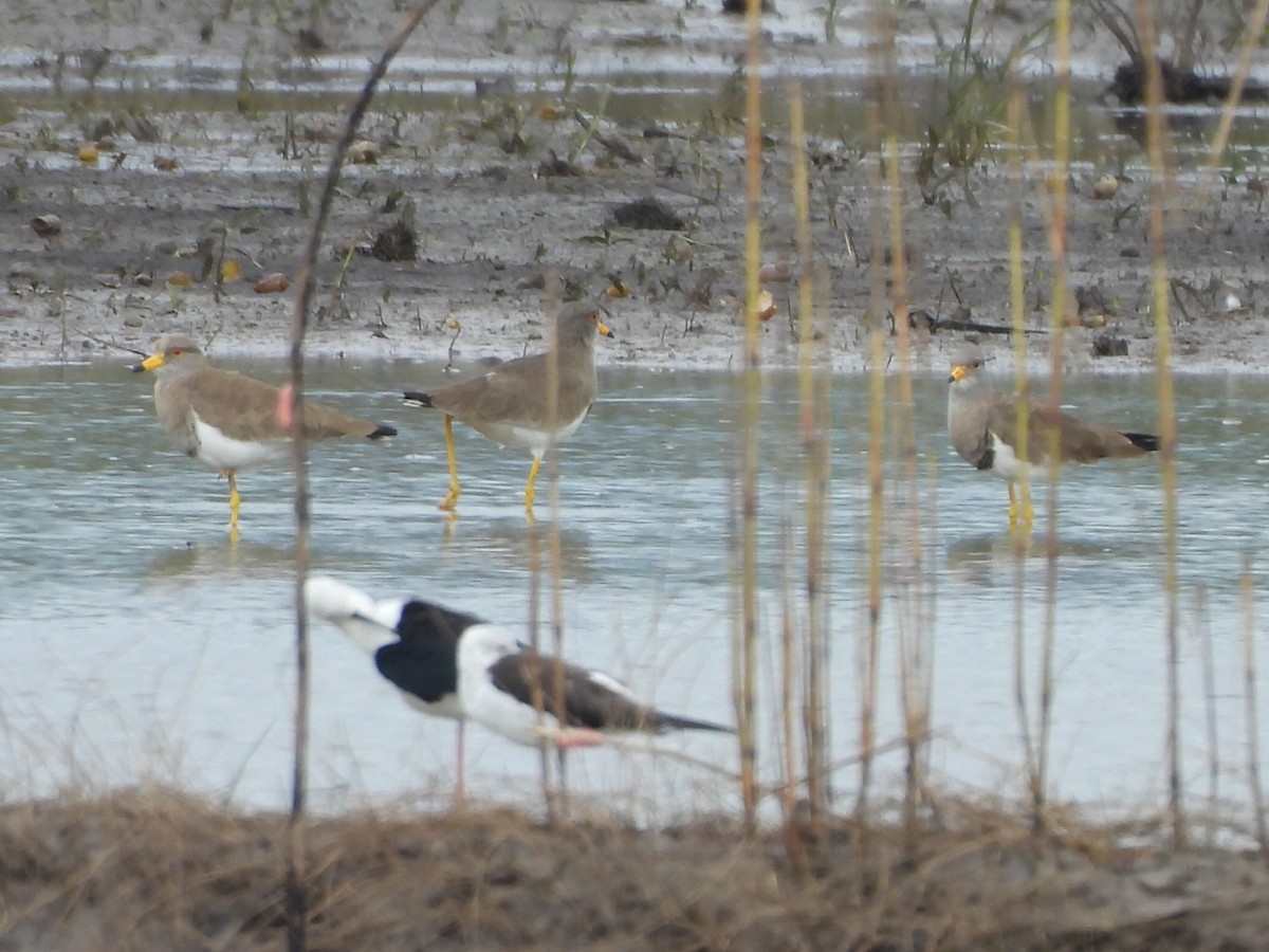 Gray-headed Lapwing - ML645518926