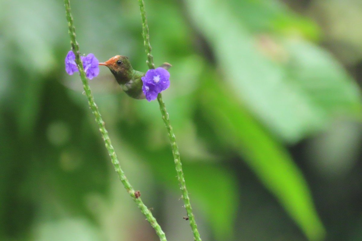 Rufous-crested Coquette - ML645518928