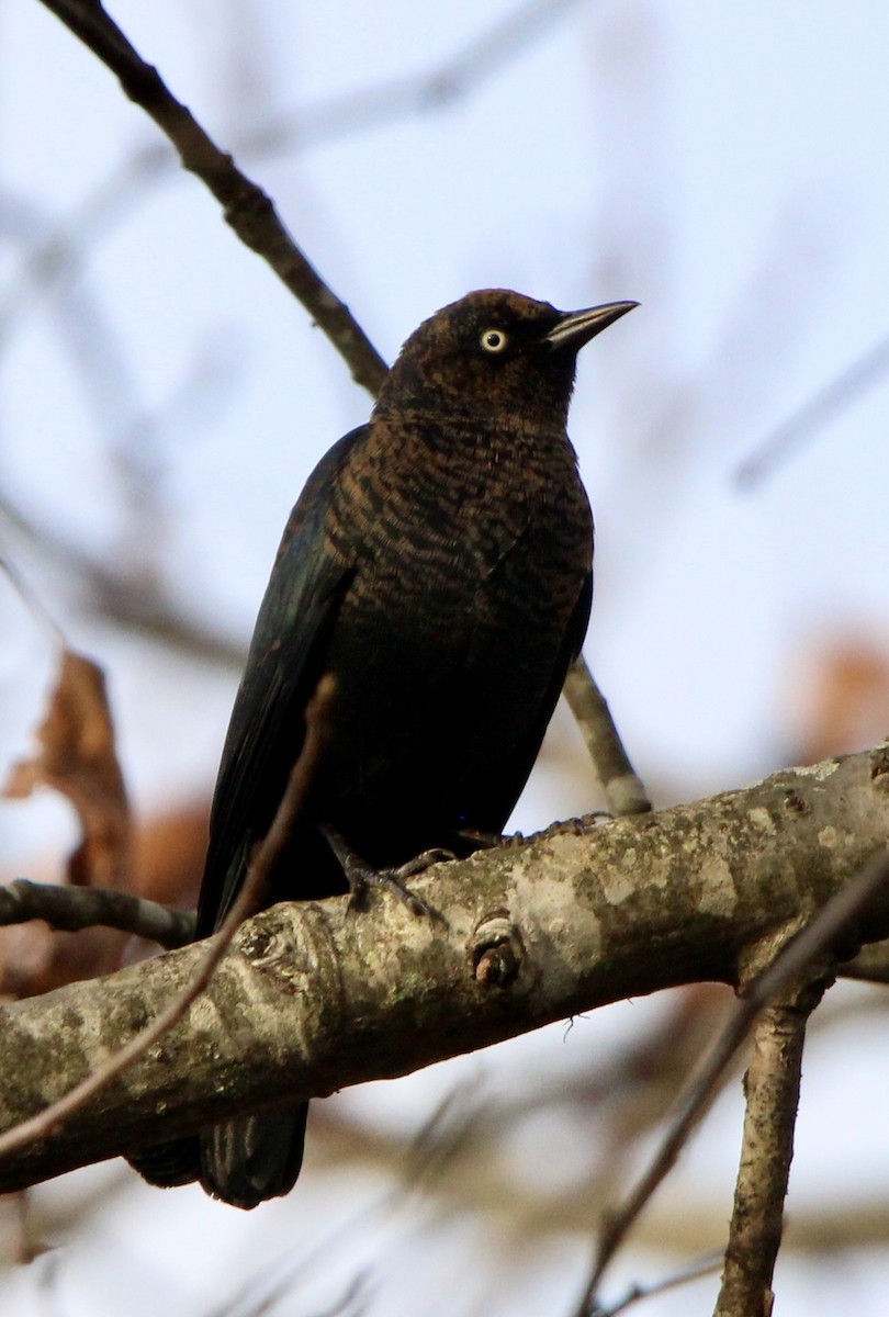Rusty Blackbird - ML645518931