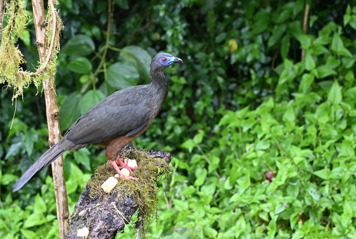Sickle-winged Guan - ML645518933