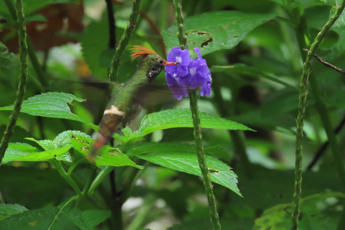 Rufous-crested Coquette - ML645518934
