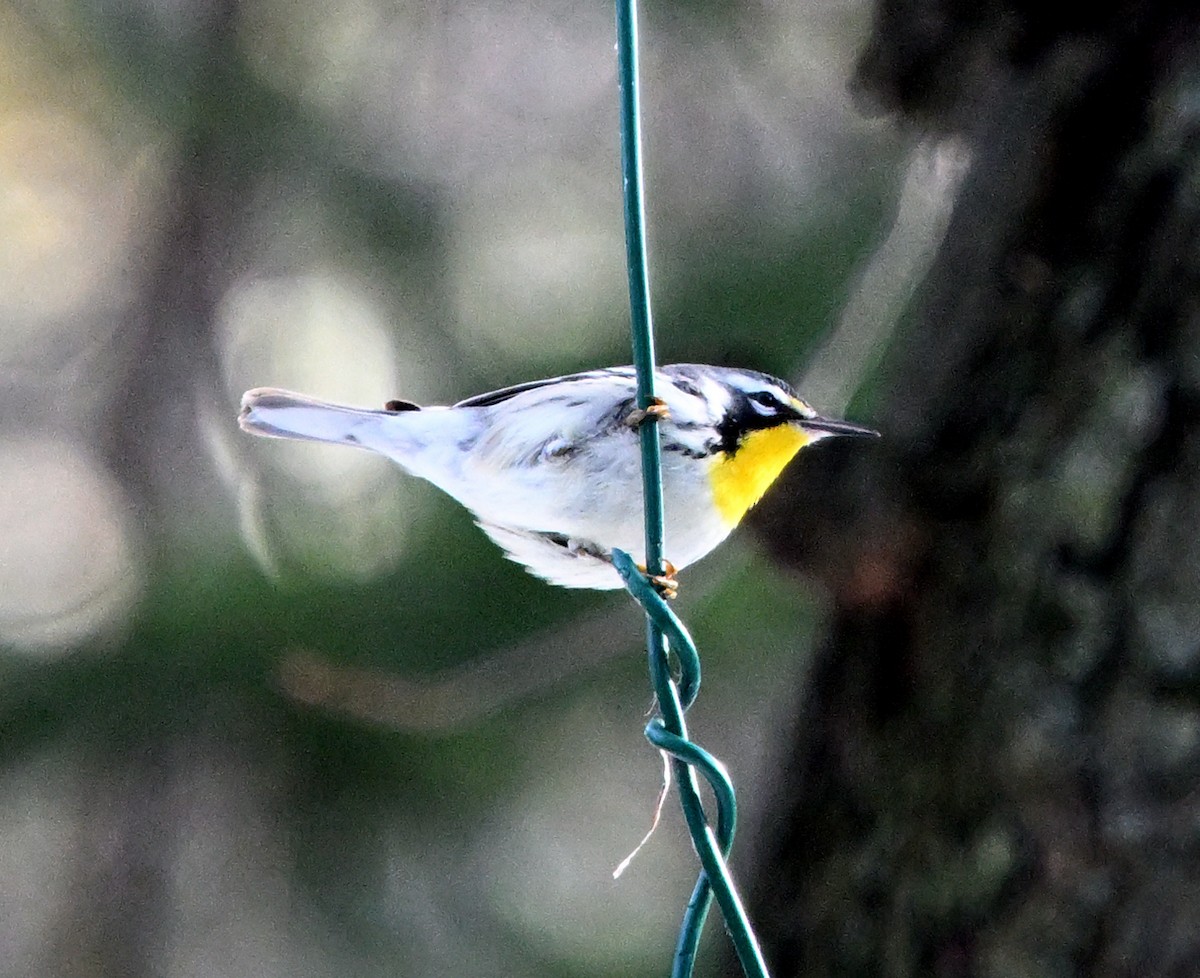 Yellow-throated Warbler - ML645518936