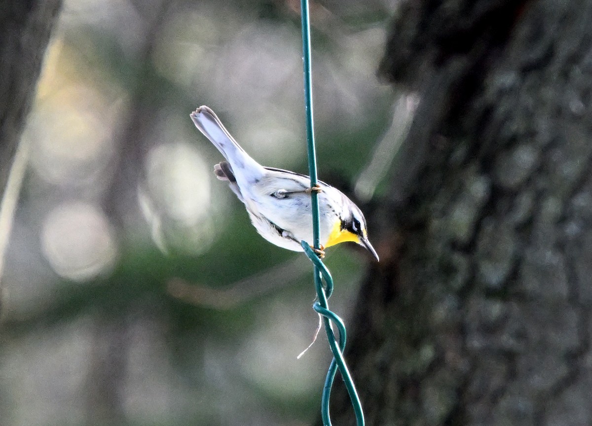 Yellow-throated Warbler - ML645518937